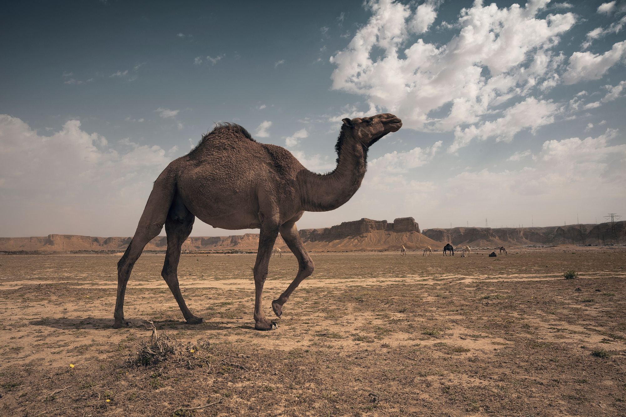 Camels in the desert of Saudi Arabia