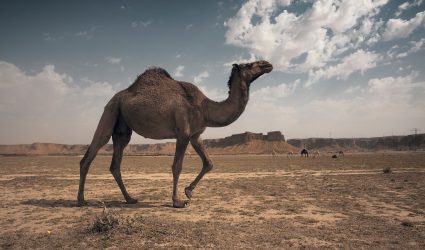 Camels in the desert of Saudi Arabia